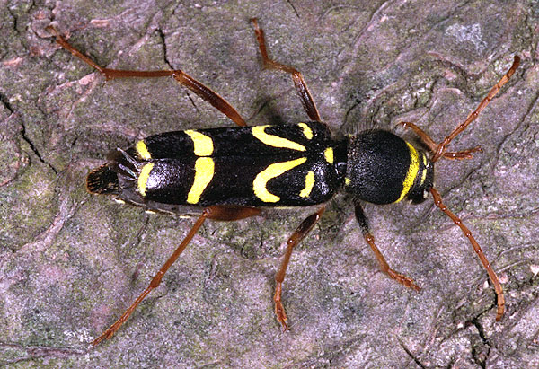 Clytus kumalariensis