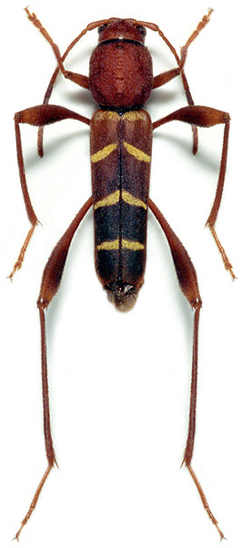 Neoclytus acuminatus acuminatus