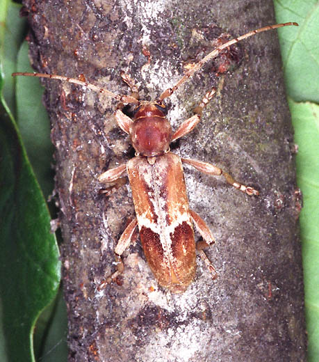 Trichoferus pallidus