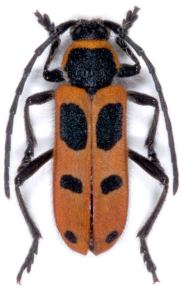 Calchaenesthes sexmaculata