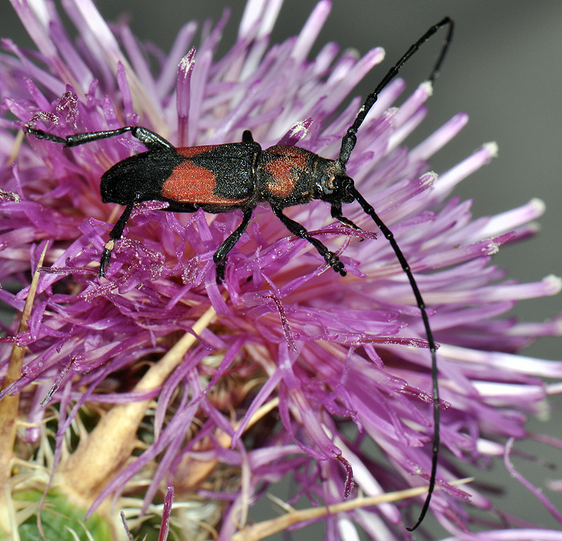 Purpuricenus wachanrui - male