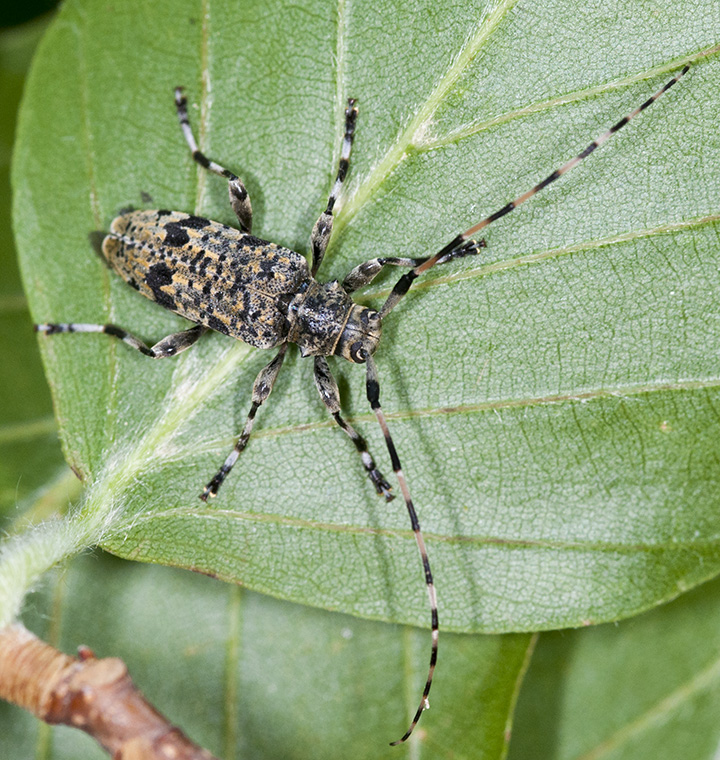 Acanthocinus xanthoneurus