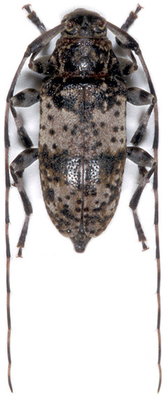 Leiopus syriacus tauricus