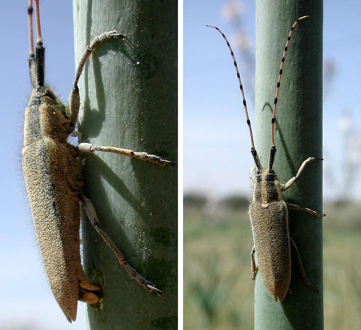 Agapanthia zappii