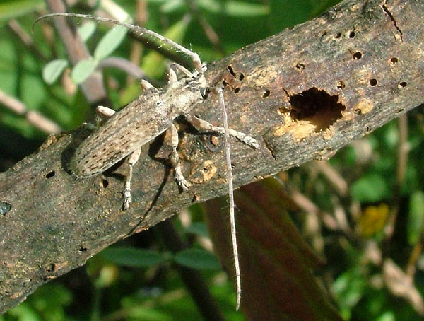 Deroplia gomerae