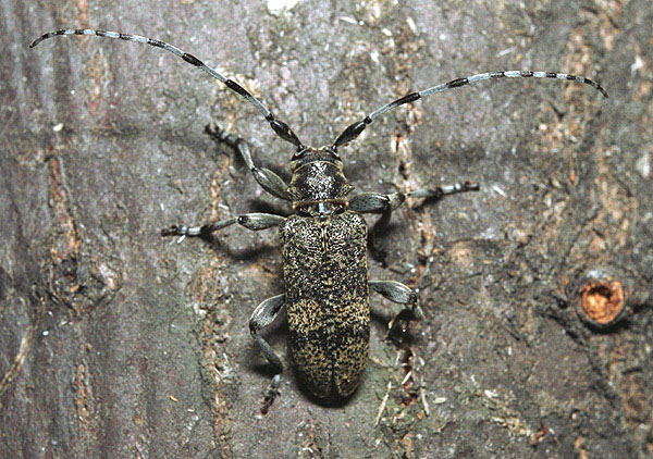 Oplosia cinerea