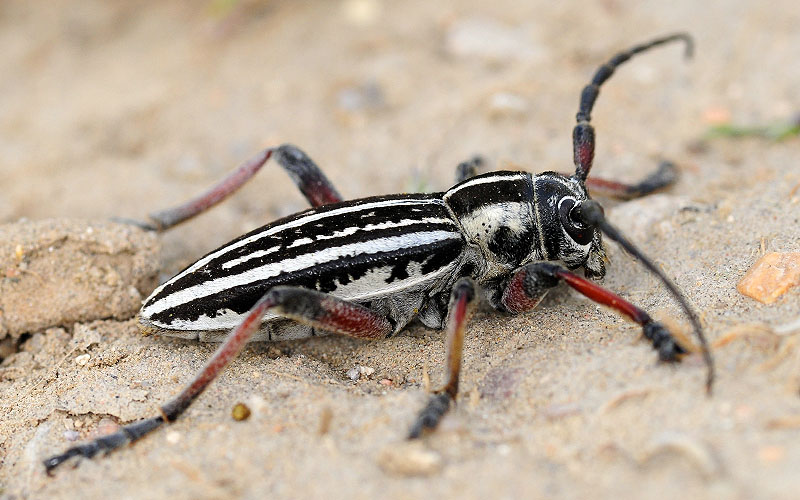 Dorcadion kapchagaicum