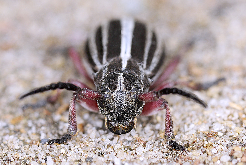 Dorcadion gallipolitanum atritarse