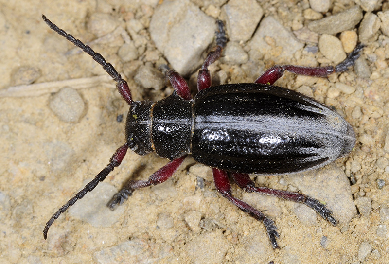 Dorcadion gallipolitanum fumidum