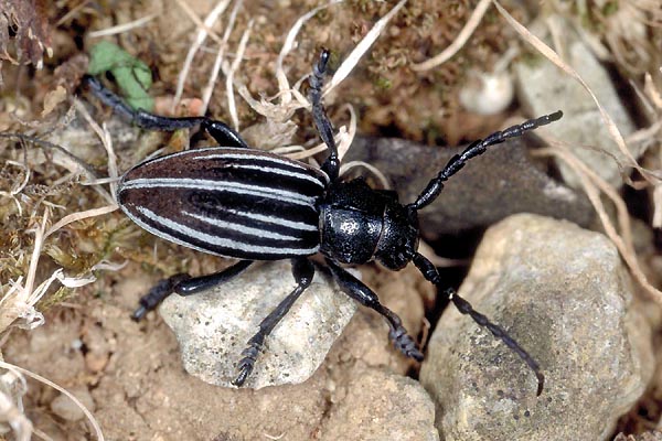 Dorcadion fuliginator pyrenaeum