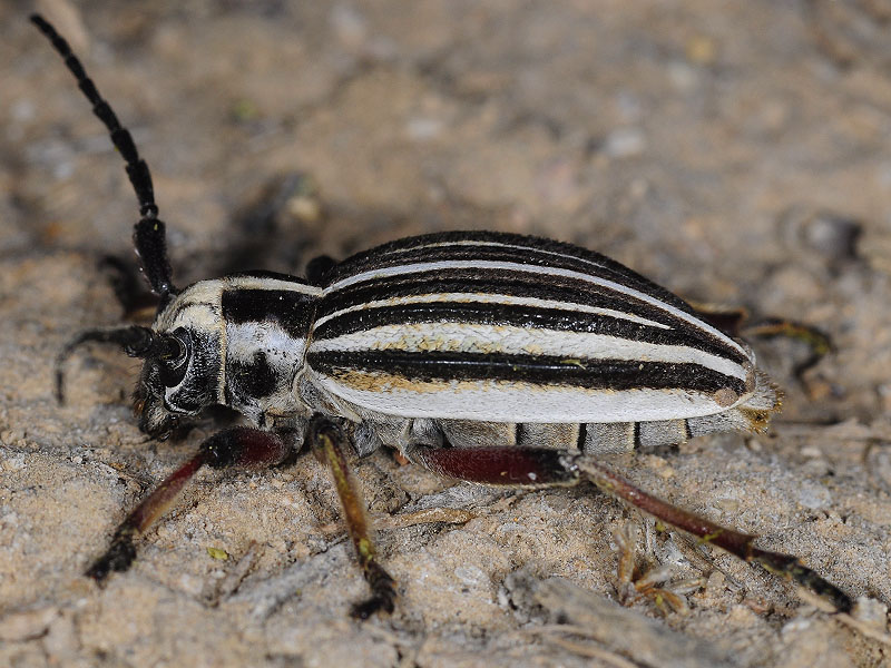 Dorcadion archarlense female