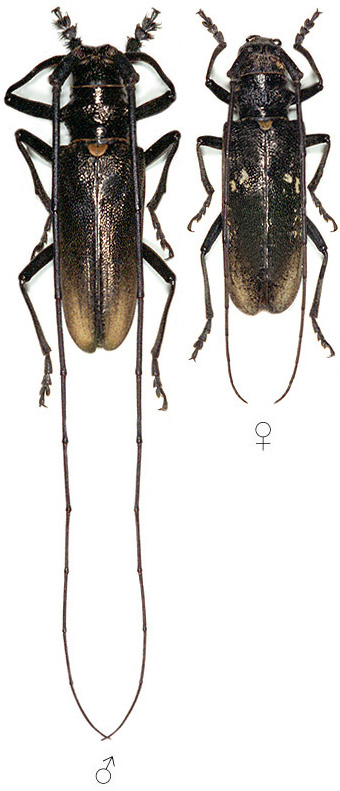 Monochamus urussovii