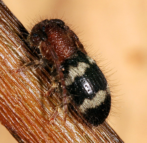 Parmena mutilloides