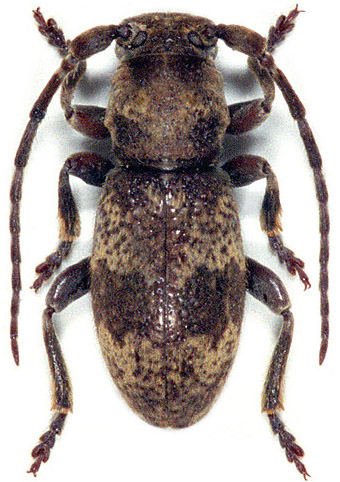 Parmena unifasciata