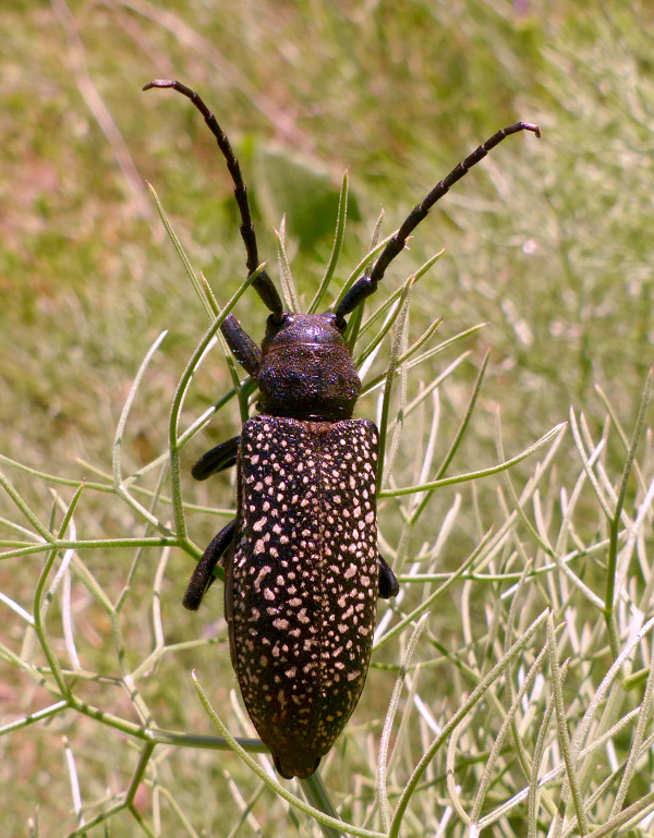 Mallosia mirabilis