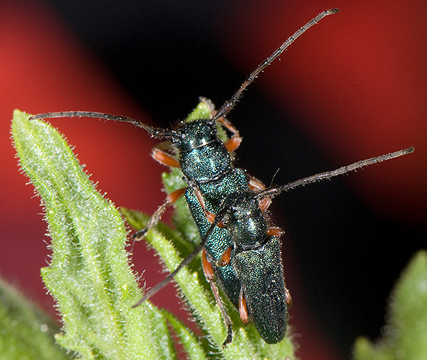 Phytoecia millefolii alziari