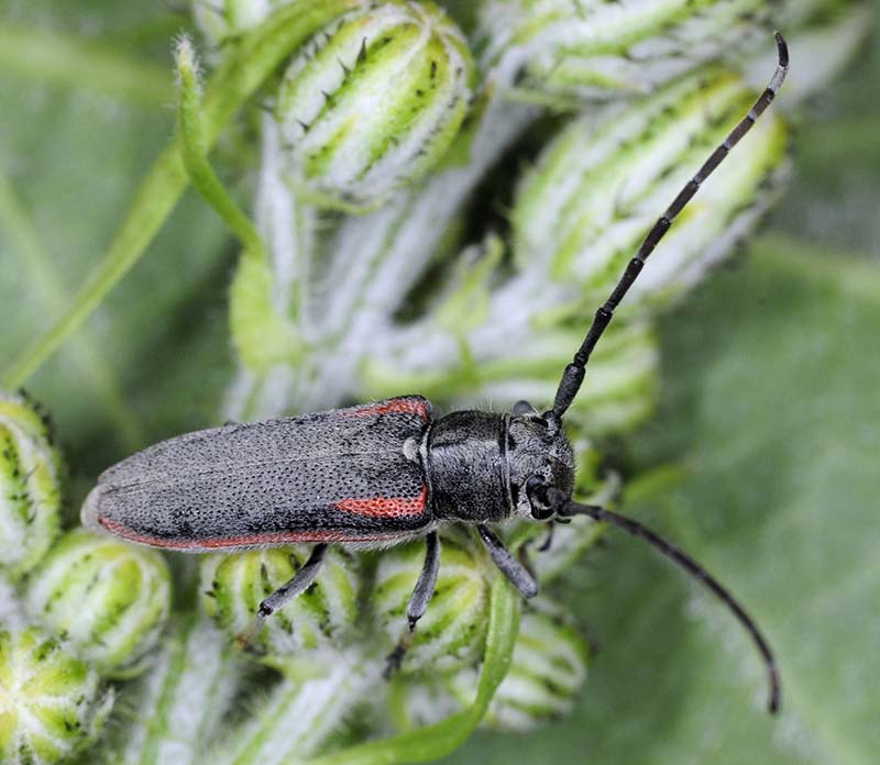 Phytoecia tirellii