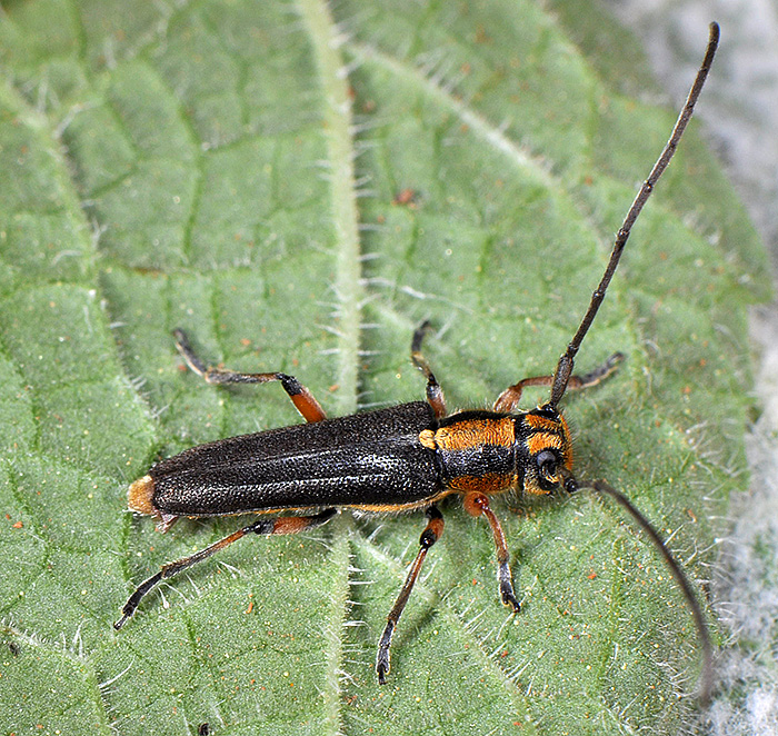 Phytoecia merkli