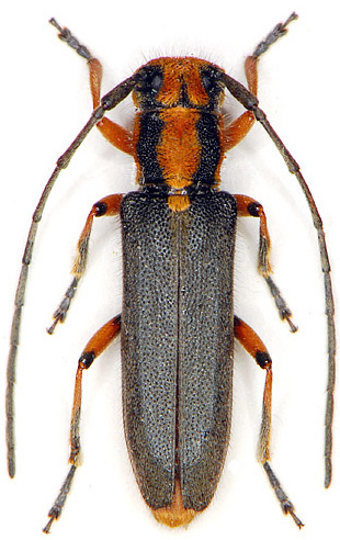 Phytoecia merkli