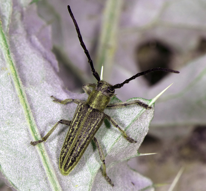 Pteromallosia albolineata