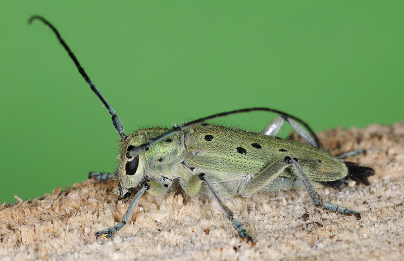 Saperda punctata