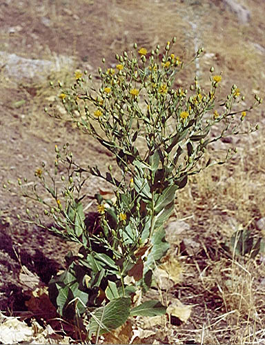 Centaurea behen