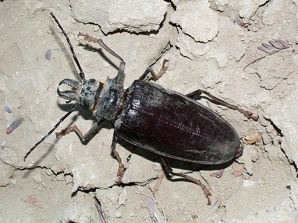 Anthracocentrus rugiceps - female