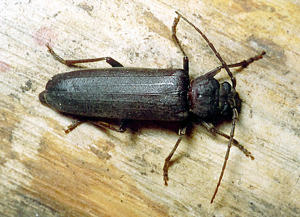 Arhopalus rusticus