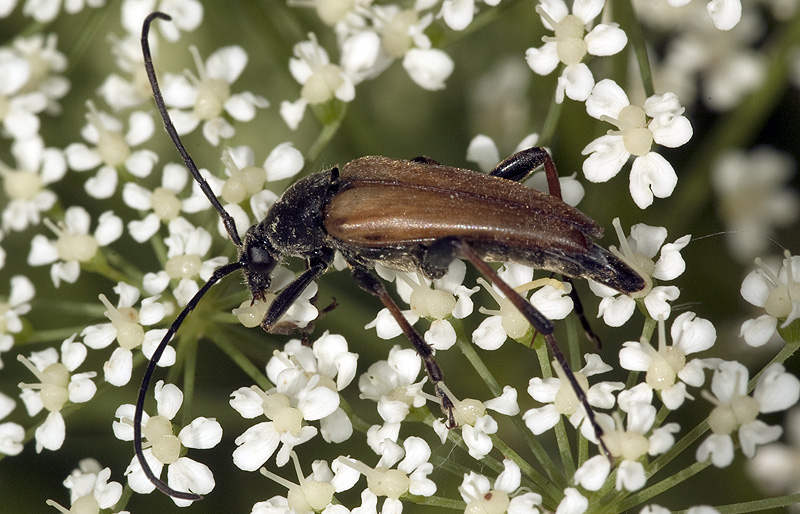 Pedostrangalia pubescens