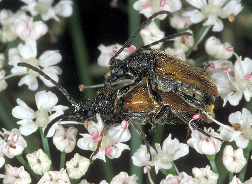 Pseudovadonia livida