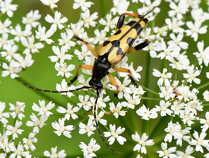 Rutpela maculata