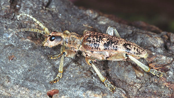 Rhagium sycophanta