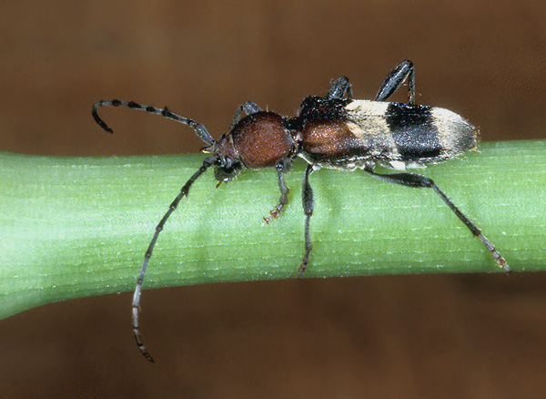 Anaglyptus praecellens