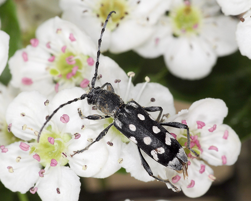 Paraclytus sexguttatus