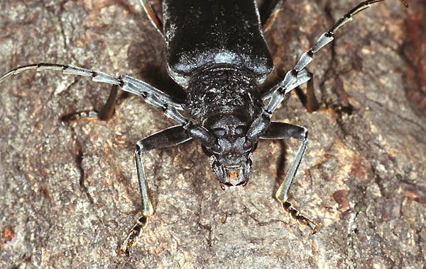 Cerambyx carinatus