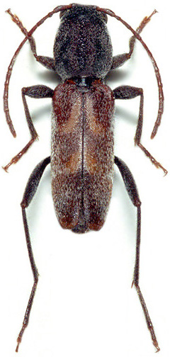 Pseudosphegesthes longitarsus