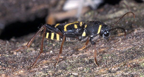 Xylotrechus antilope antilope