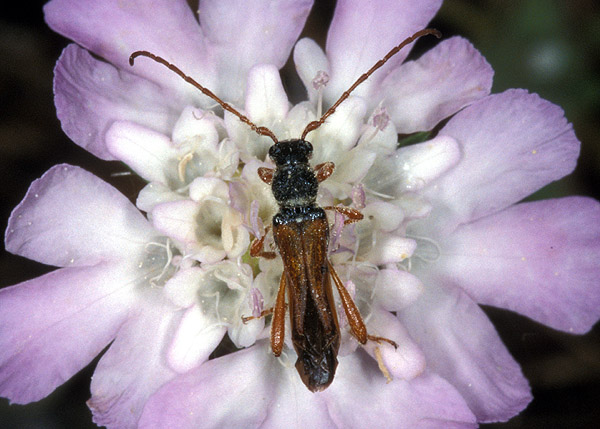 Stenopterus flavicornis