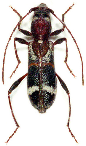 Cleroclytus semirufus