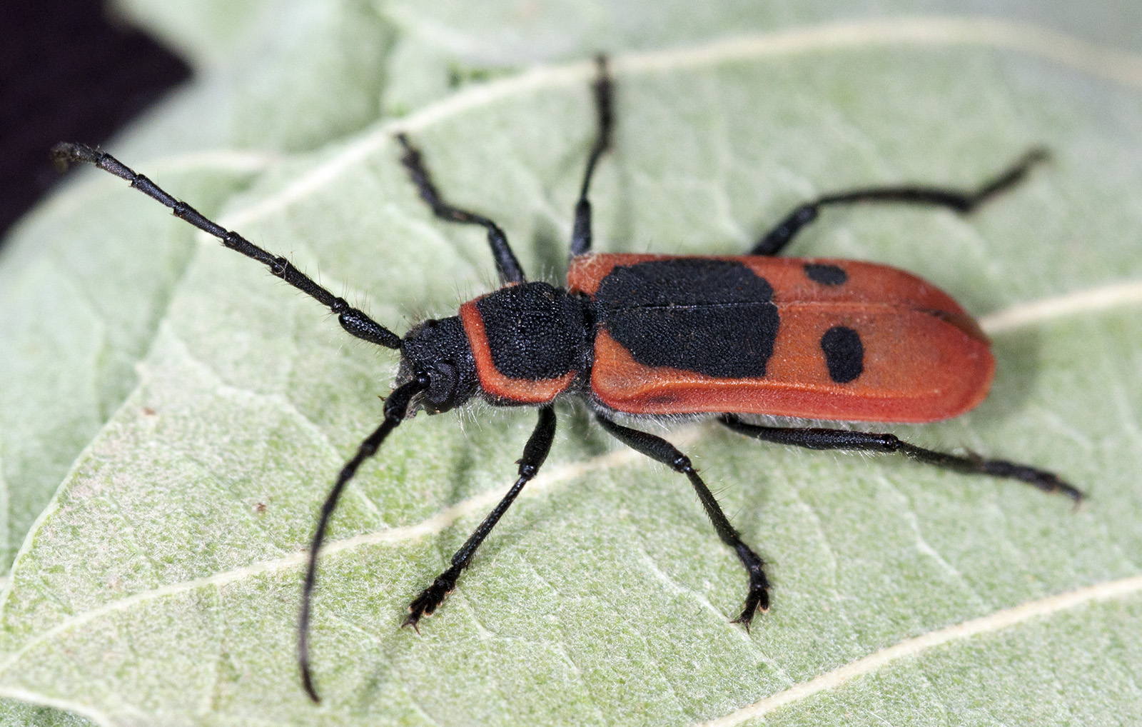 Calchaenesthes diversicollis