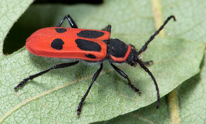 Calchaenesthes primis