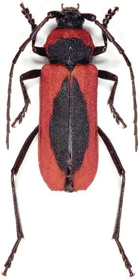 Purpuricenus globulicollis