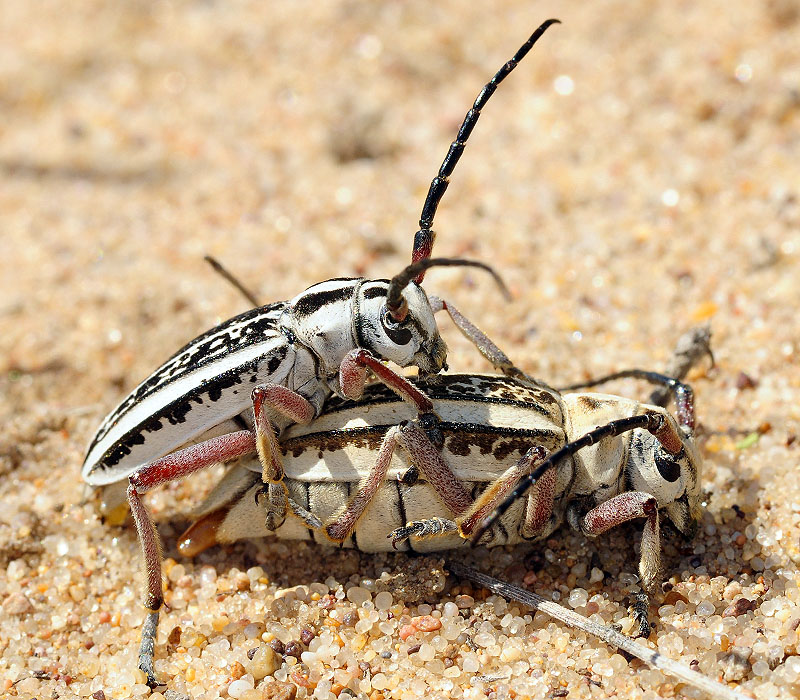 Dorcadion irinae