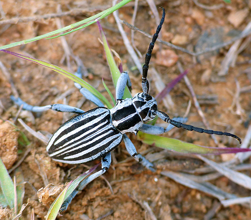 Dorcadion buresi