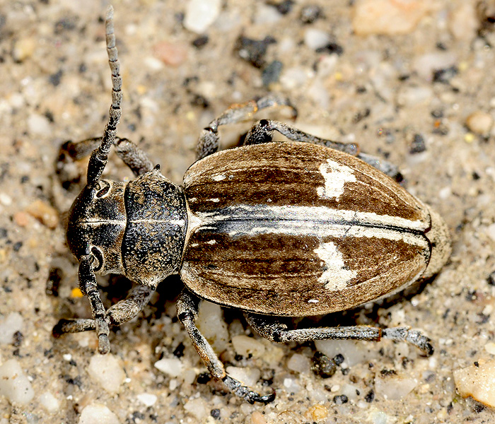 Dorcadion equestre reclinatum