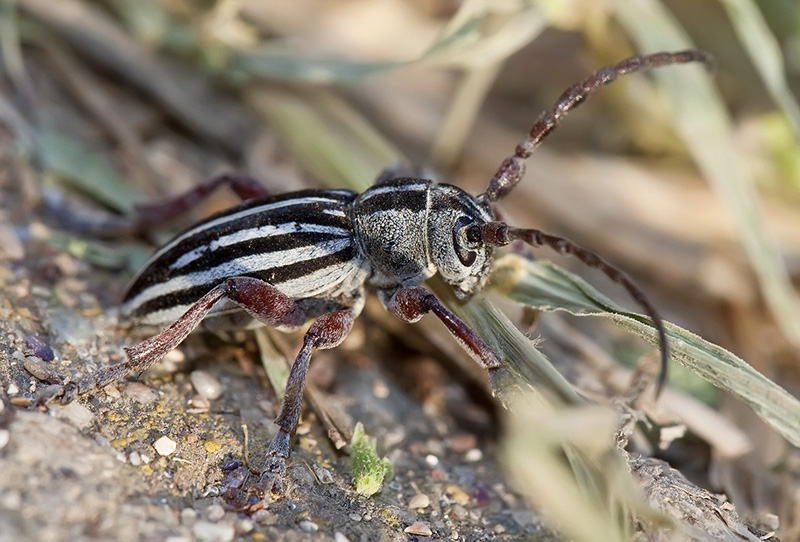 Dorcadion gashtarovi