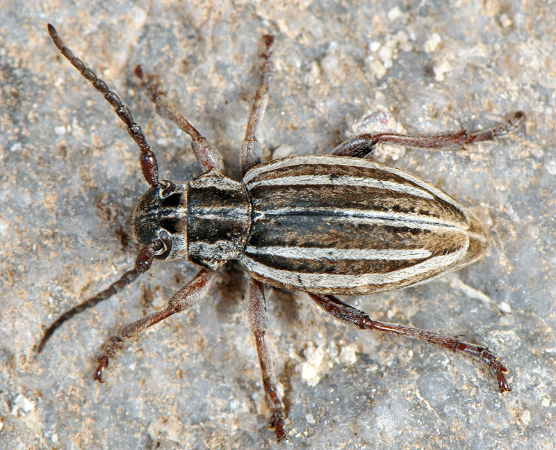 Dorcadion hellmanni