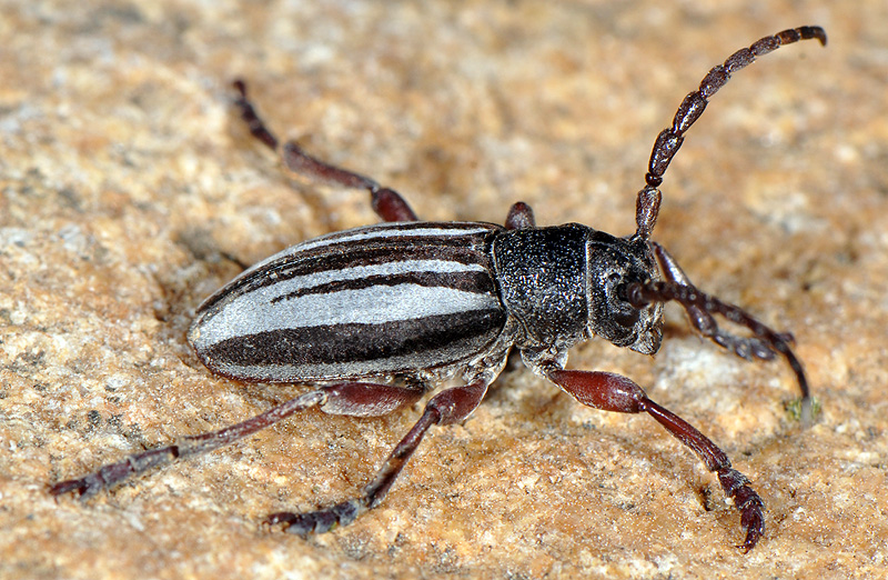 Dorcadion indutum