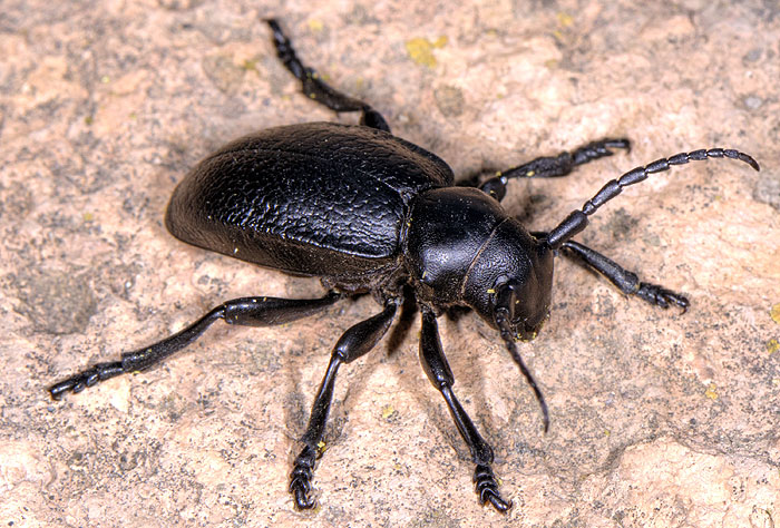 Dorcadion mniszechi mniszechi - female