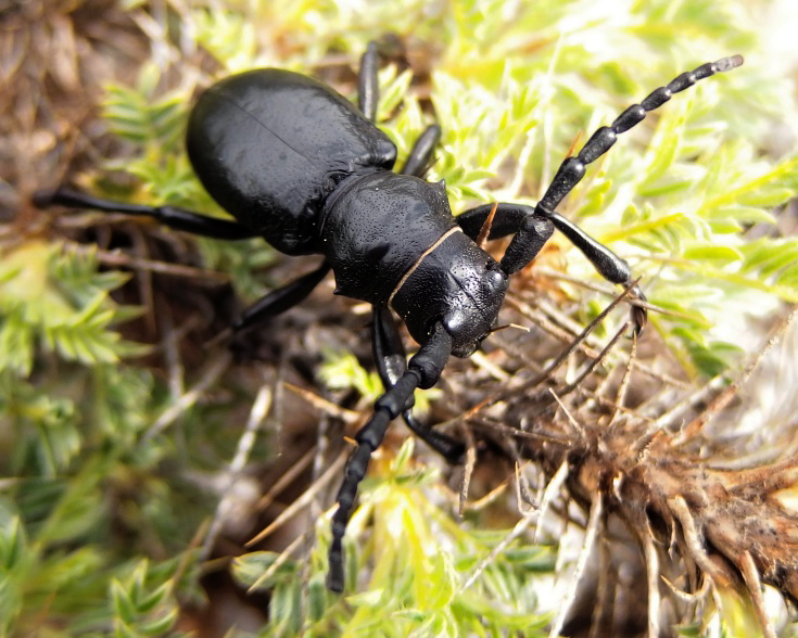 Herophila fairmairei